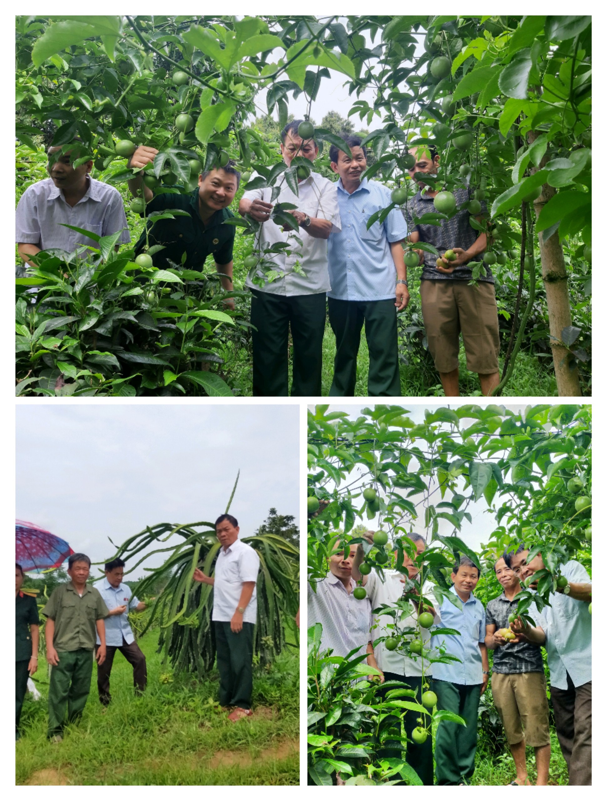 Thực hiện Kế hoạch kiểm tra, giam sát công tác Hội Cựu chiến binh huyện Bắc Quang, về công tác cải tạo vườn tạp phát triển king tế cho hội viên theo đề án 05 của tỉnh Uỷ.